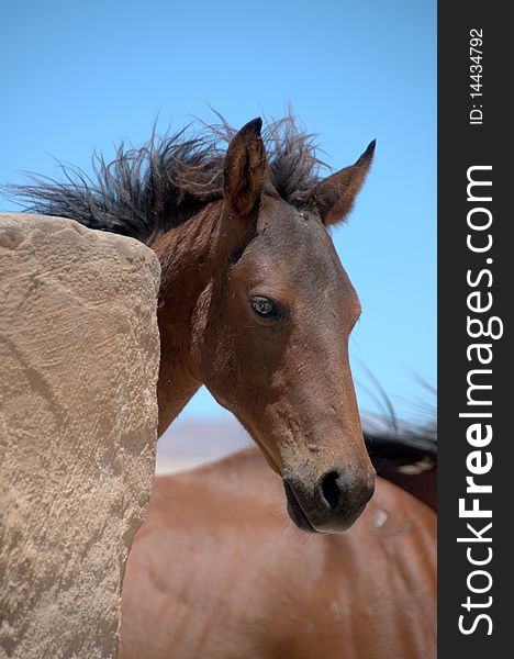 Foal of a wild horse in the desert with blue sky background, Namibia.