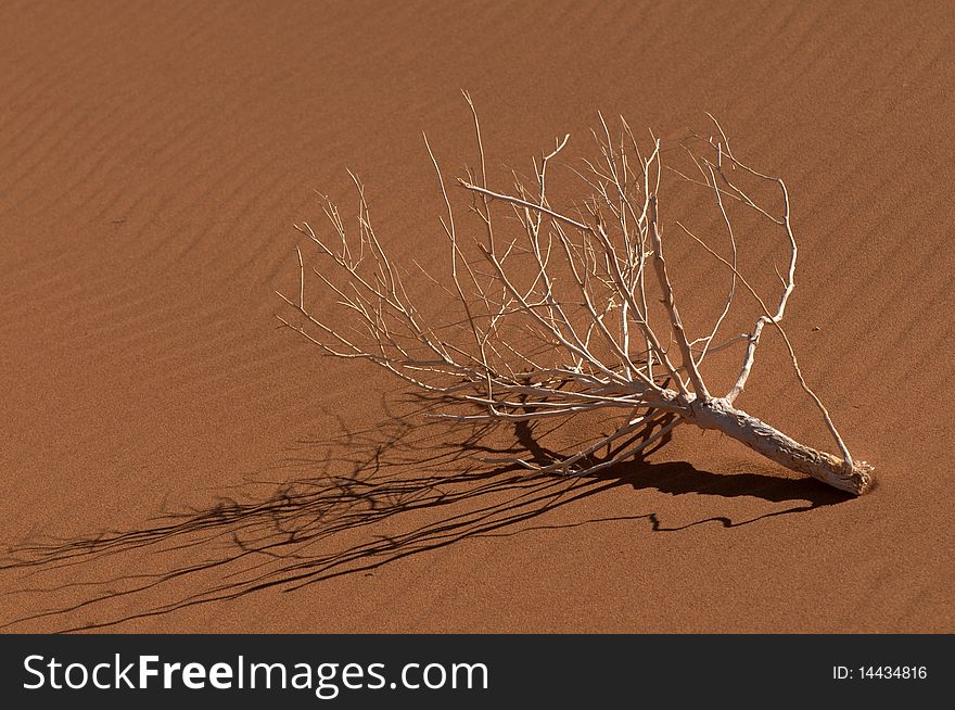 Dead tree branch with shadow laying on background of sand, Sossusvlei, Namibia.