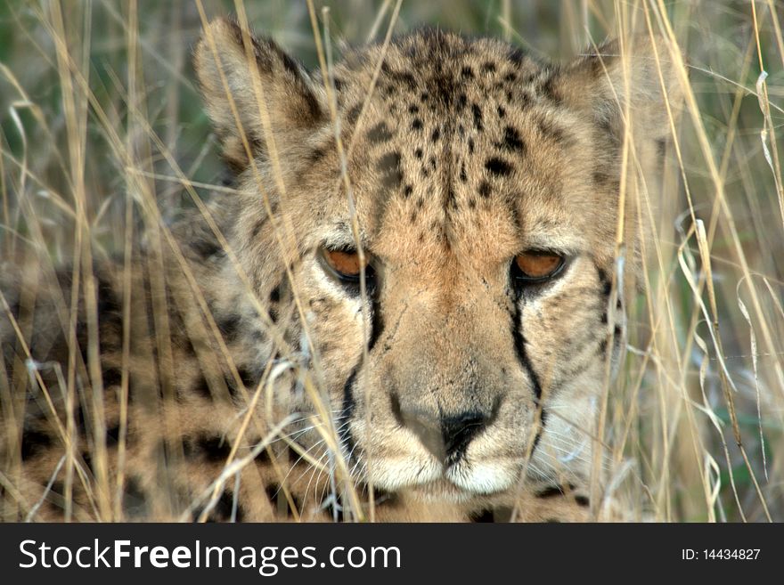Cheetah, hidden in the grass, Namibia. Cheetah, hidden in the grass, Namibia.