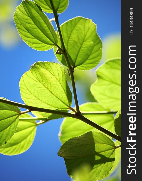 Detail on Beautiful Green Leaf