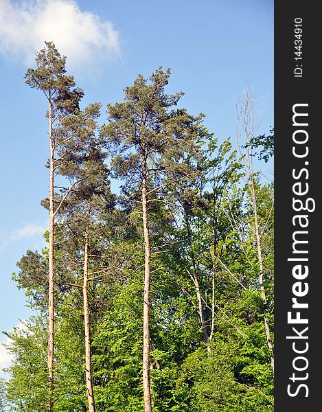 Large pine trees in bright spring sunlight