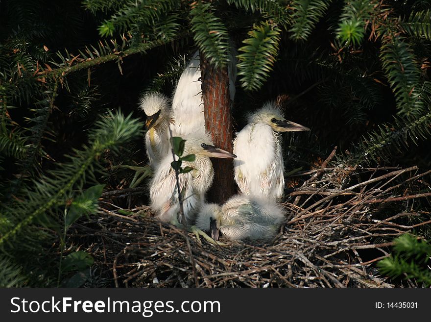 Fledgling