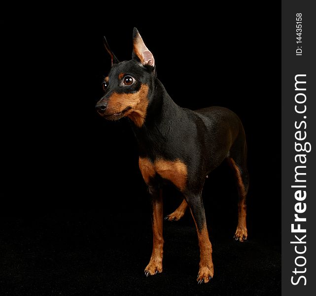 Black Miniature Pinscher isolated on black