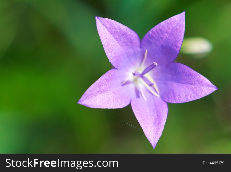 Field Flower Known As Bell