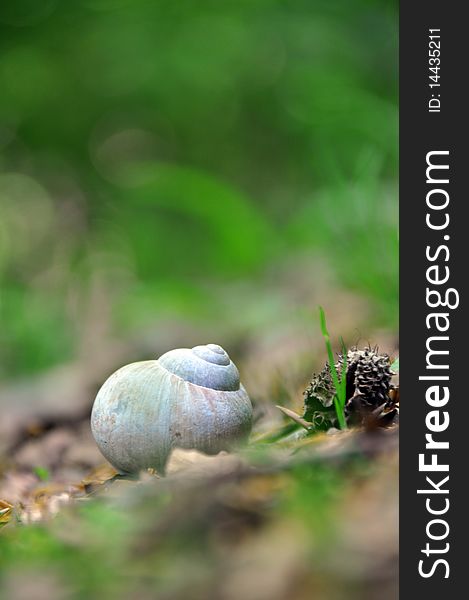 Closeup of snail house and beechnut on forest ground