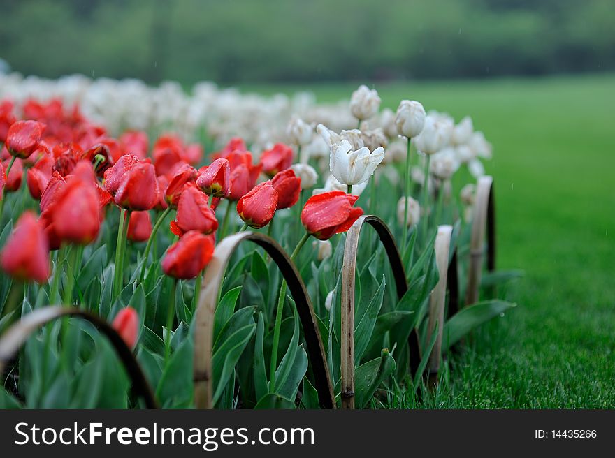 Tulip and grasslands in hangzhou china