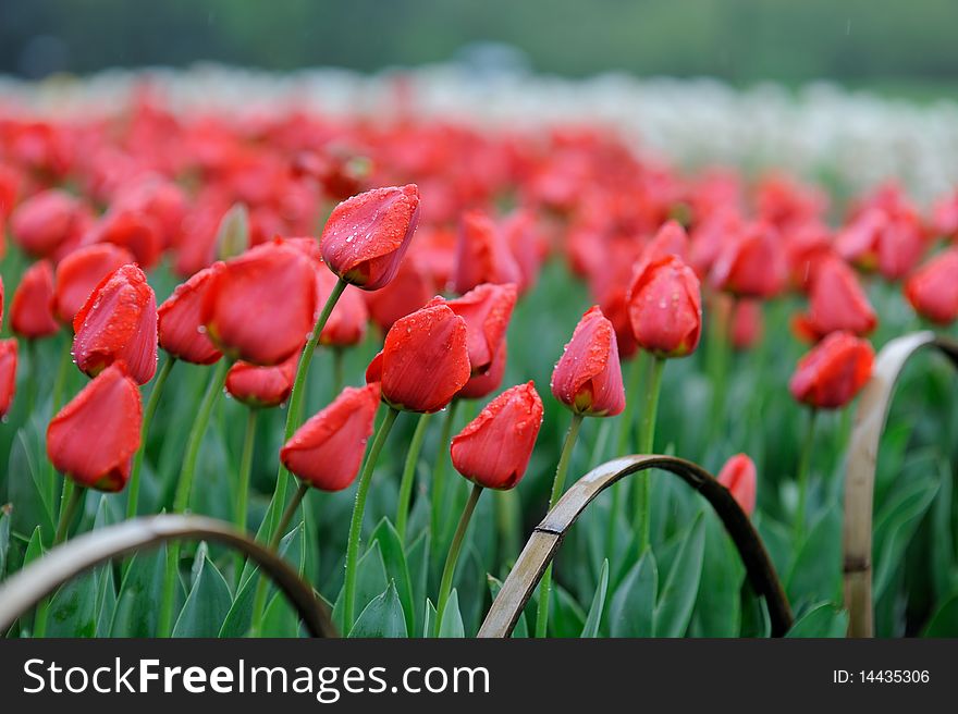 Red tulip in hangzhou china