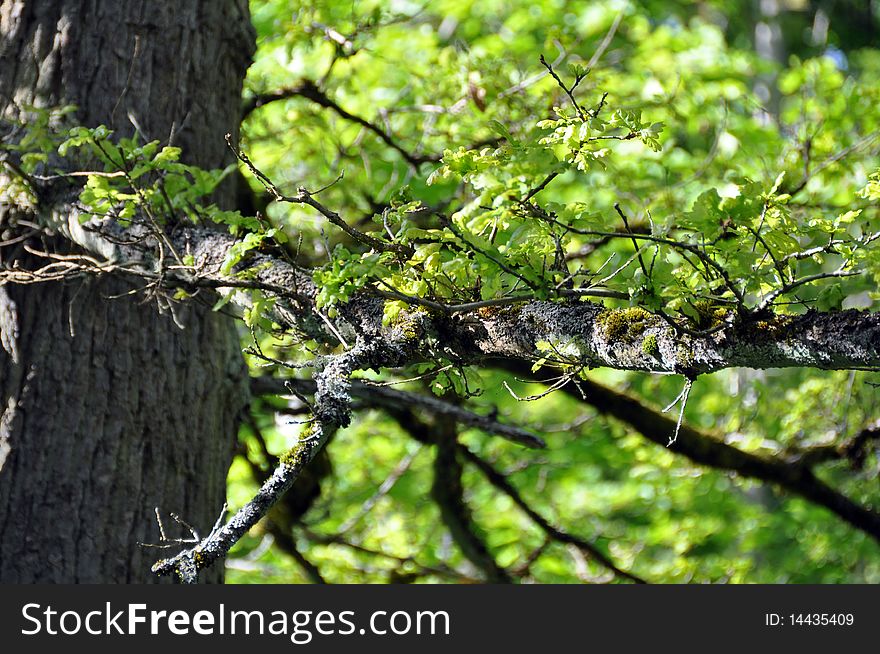 Old oak branch with new bright green leaves in spring sun. Old oak branch with new bright green leaves in spring sun