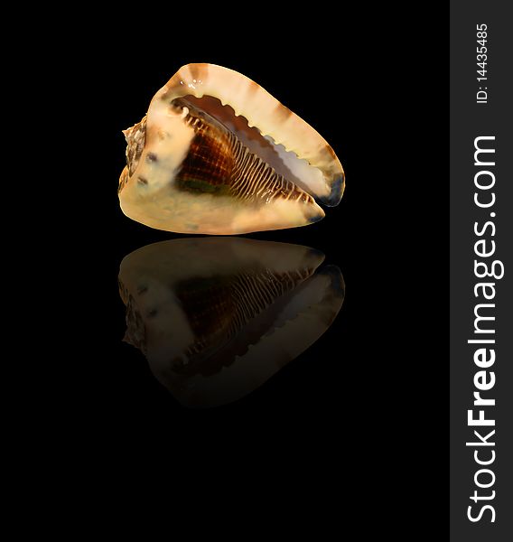 Conch shell with reflection isolated on black backgroung