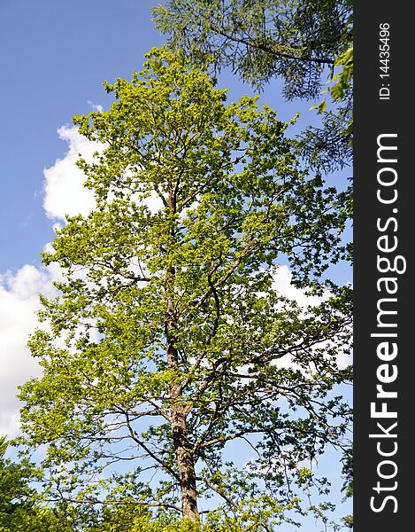 Large trees in bright spring sunlight with great clouds. Large trees in bright spring sunlight with great clouds