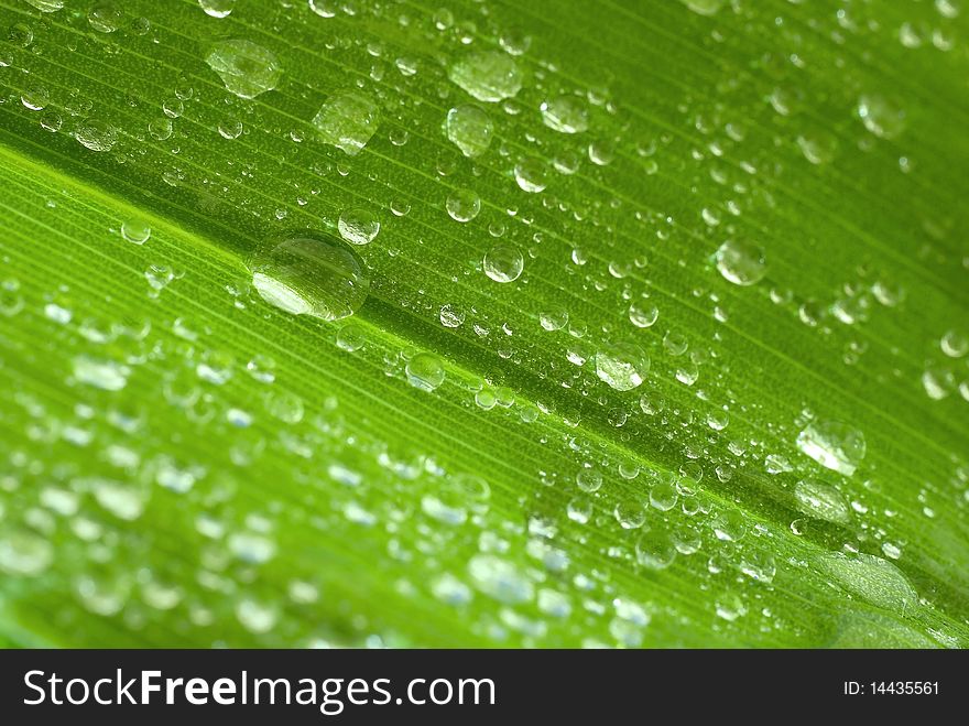 Drops of water on the green leaf. Drops of water on the green leaf