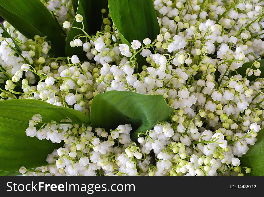 Bunch of full-blown lilies of the valley with green leaves. Bunch of full-blown lilies of the valley with green leaves