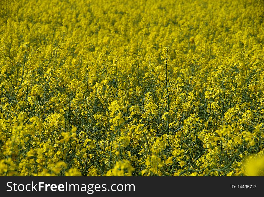 Landscpae of field with yellow rape plants. Landscpae of field with yellow rape plants.