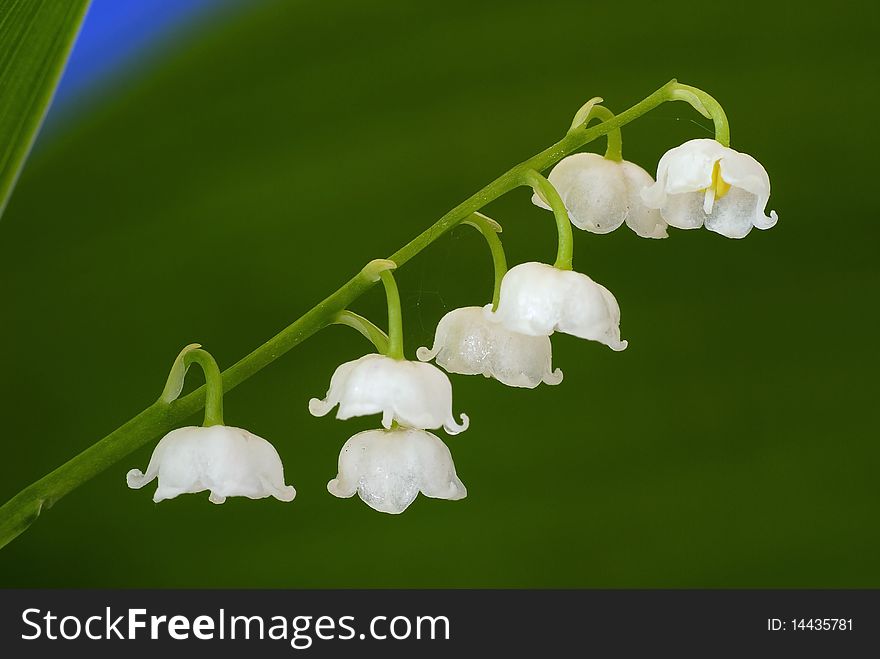 Twig Of Unwrapped Lilies Of The Valley