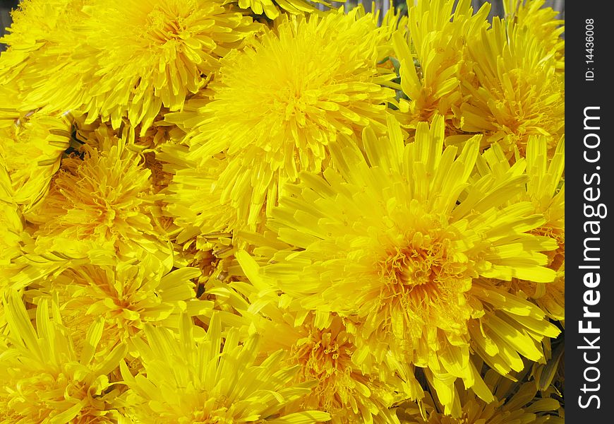 Bouquet of yellow dandelion field flowers as floral background. Bouquet of yellow dandelion field flowers as floral background