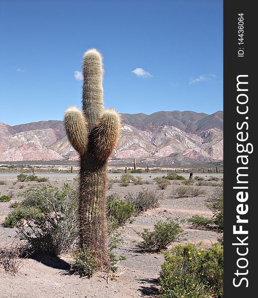 Old Giant cactus under blue sky from Salta