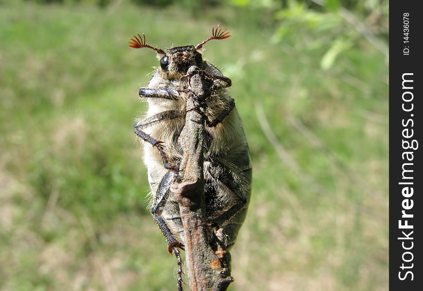 Brown may-bug beetle sitting on stick. Brown may-bug beetle sitting on stick