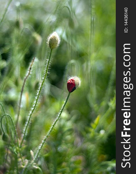 Beautiful poppy flower bud on green abstract background