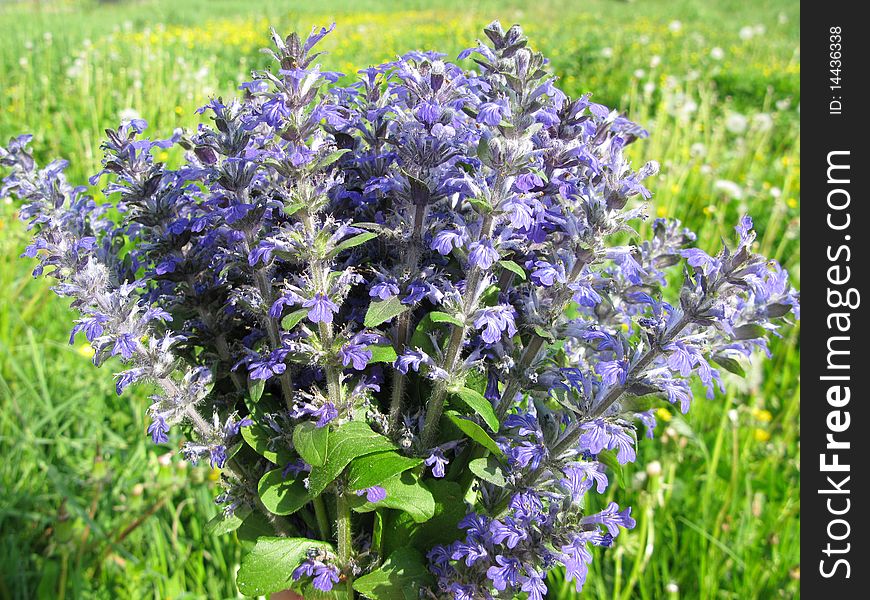 Bouquet of field violet flowers
