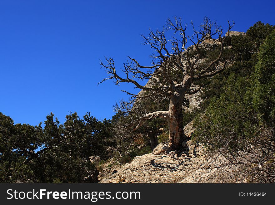 Mountain landscape east of crimea. The mountains and rocks, covered with juniper and pine. Blue sea. Mountain landscape east of crimea. The mountains and rocks, covered with juniper and pine. Blue sea