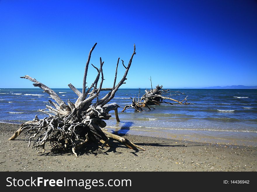 A couple of abandoned trees are brought by the sea storm on a beach. Their roots and branches are visible creating a moody atmosphere