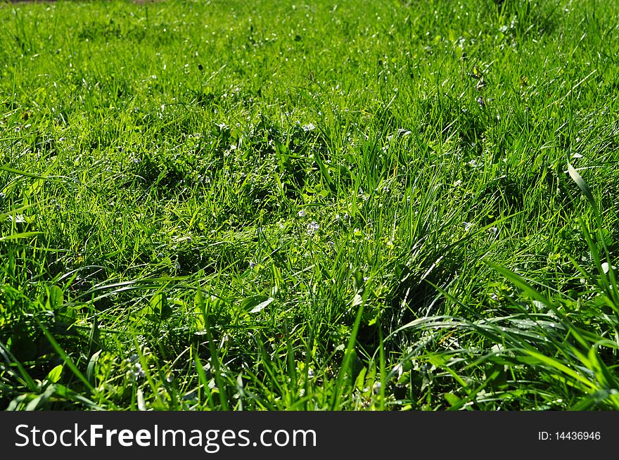 Green grass as background with brilliant dew in the sunshine