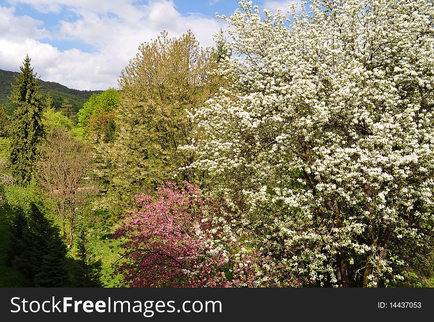 Flowering of quince and wild merry is early in spring on a background sky and mountains