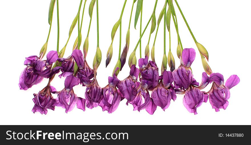 Flowers, irises, on a white background, it is isolated. Flowers, irises, on a white background, it is isolated.