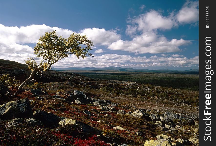 An oblique tree in field with blue sky