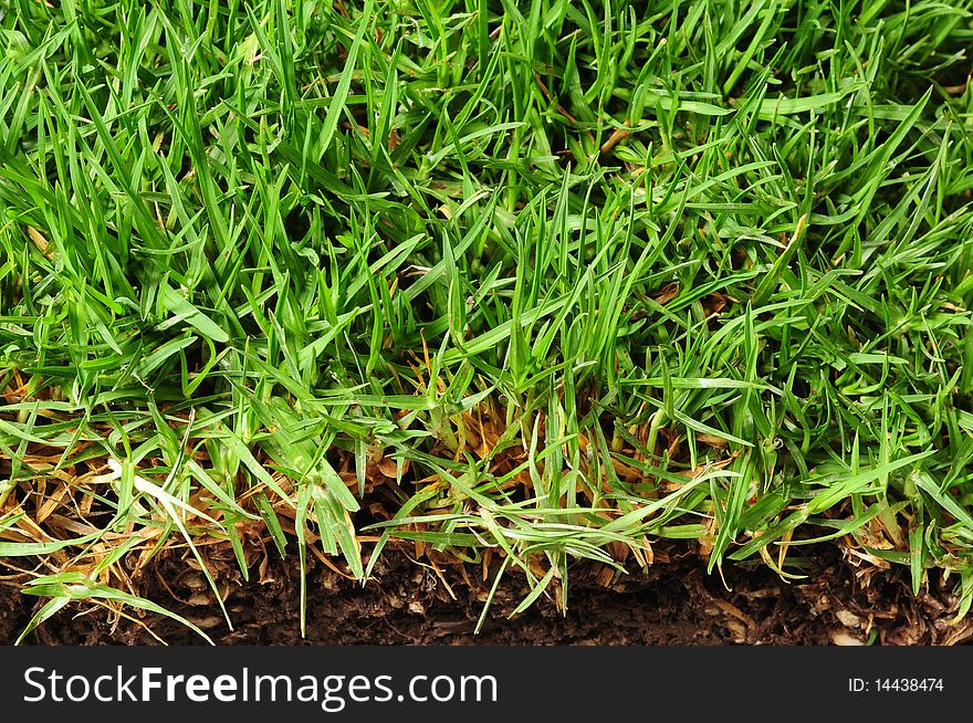 Long blade of green grass showing root and soil. Long blade of green grass showing root and soil.