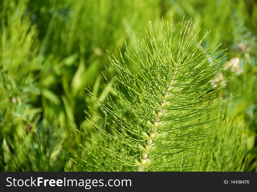Green floral botanic background, plants and grass. Green floral botanic background, plants and grass