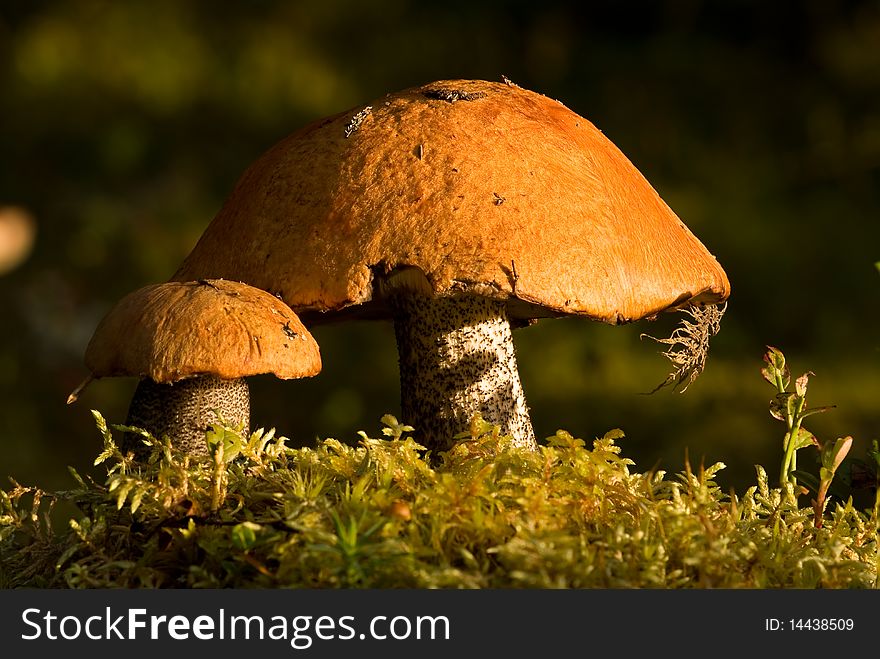 Close-up of two orange-cap boletus growing on a meadow in an autumn forest. Close-up of two orange-cap boletus growing on a meadow in an autumn forest.