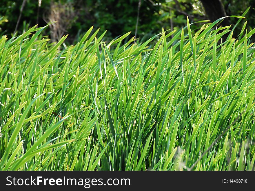 Green floral botanic background, grass on wind. Green floral botanic background, grass on wind