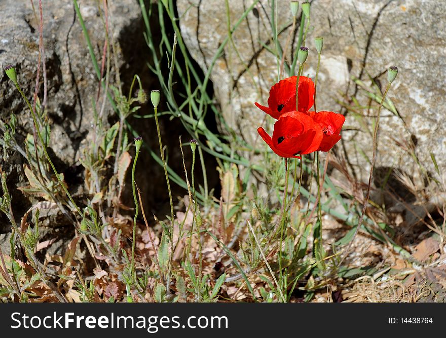 Poppy Flowers On Stony Ground