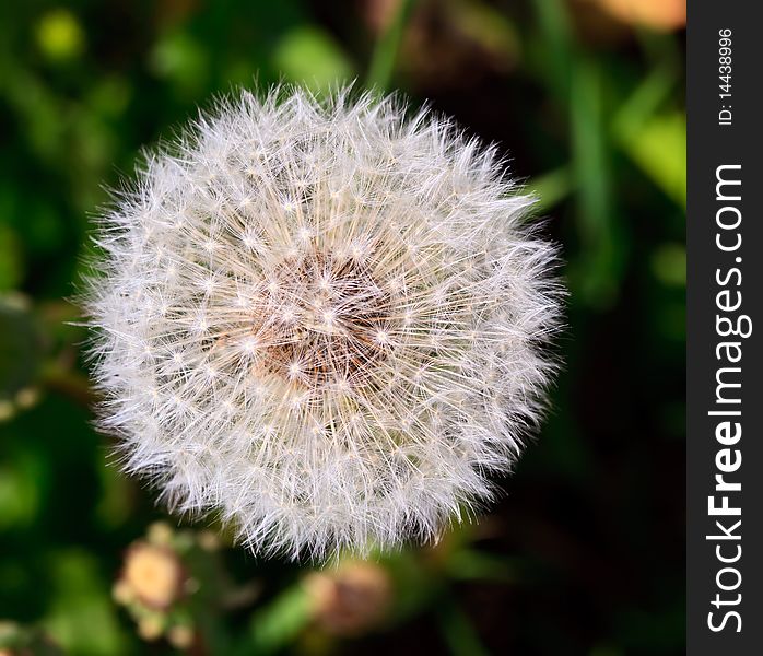 Beauty flower dandelion white, macro