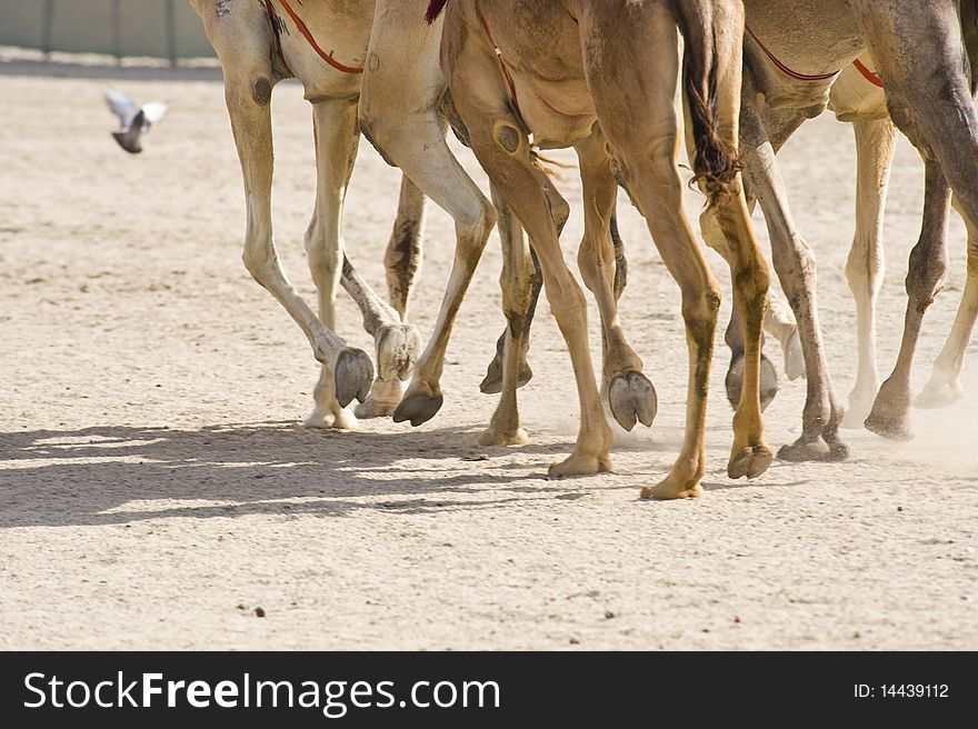 Camels at the races.  A popular sport in Doha, Qatar and the rest of the Middle East