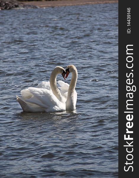 Two swans forming a heart