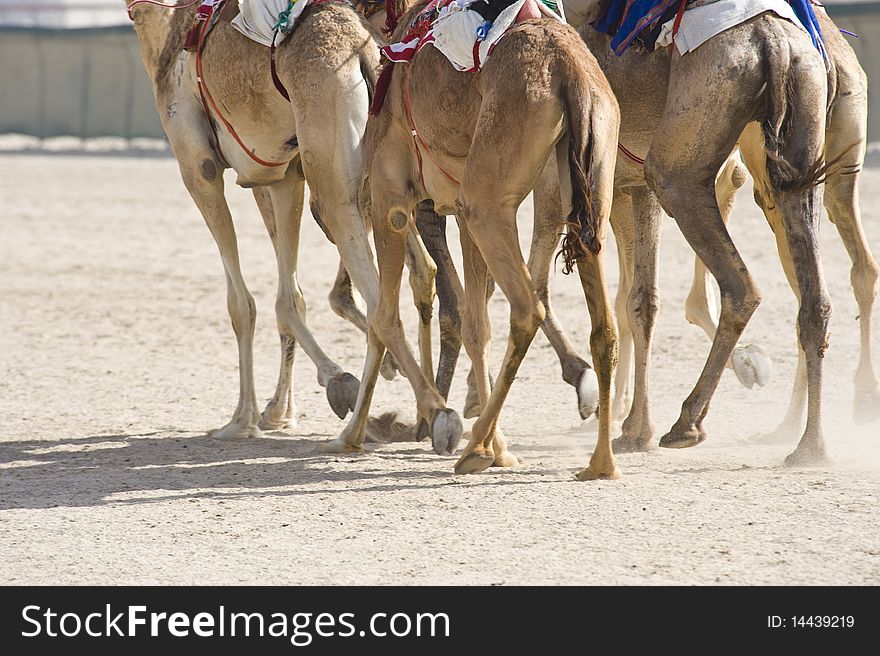 Camels at the races. A popular sport in Doha, Qatar and the rest of the Middle East