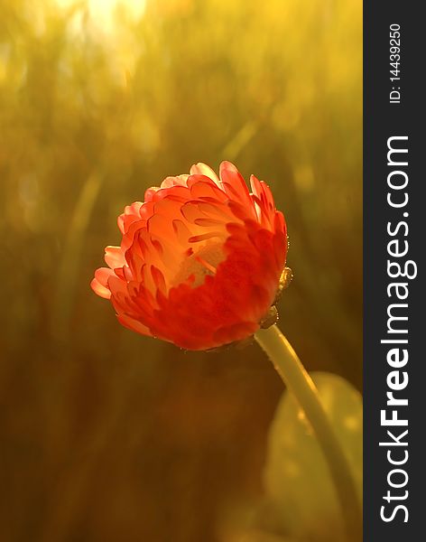 Blooming red daisy on the green background. Blooming red daisy on the green background