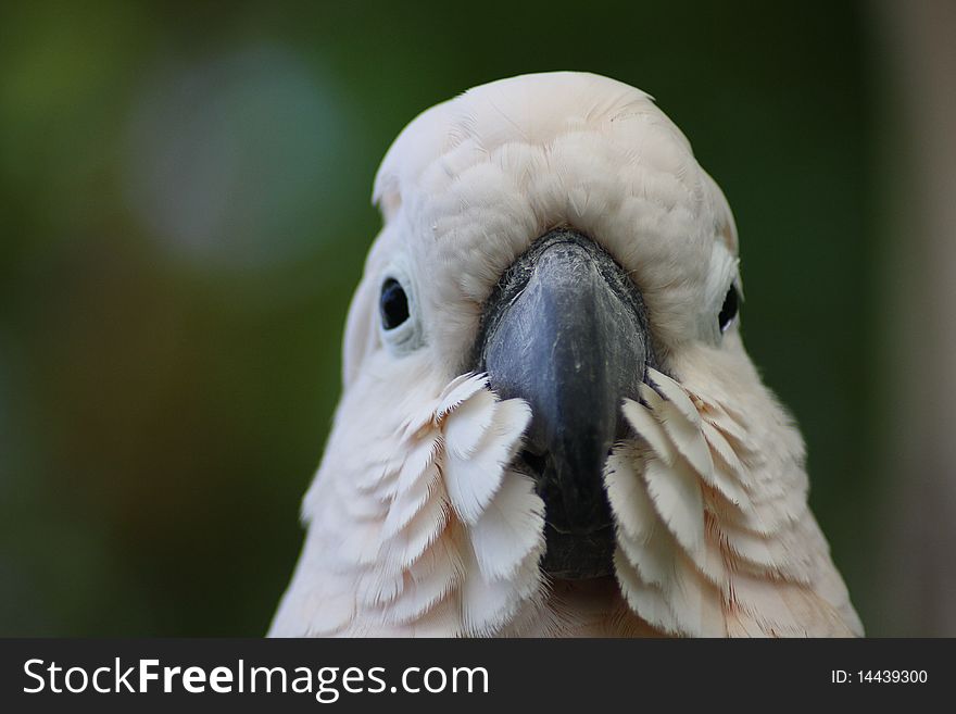 A detail of a white cockatoo.