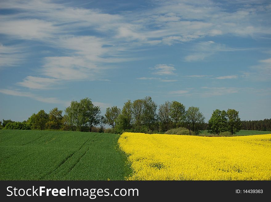 Landscape of yellow oilseed rape field in the springtime. Landscape of yellow oilseed rape field in the springtime