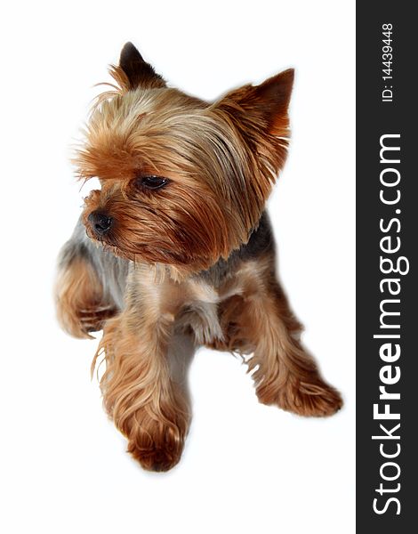 Yorkshire Terrier