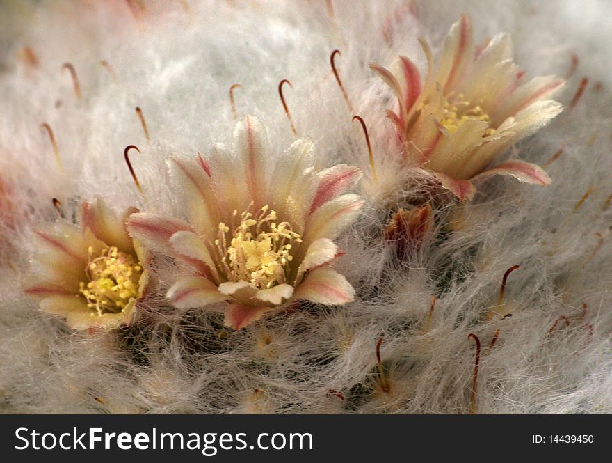 The yellow mammilaria cactus flowers