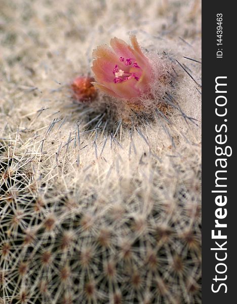 The pink 
epithelantha cactus flower