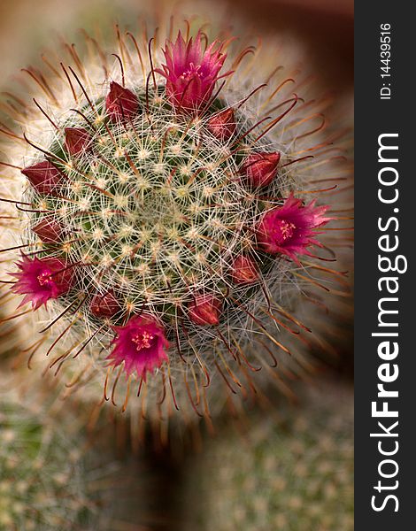 The purple mammilaria cactus flowers