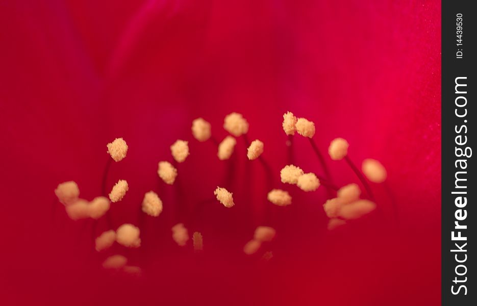 Cactus Flower