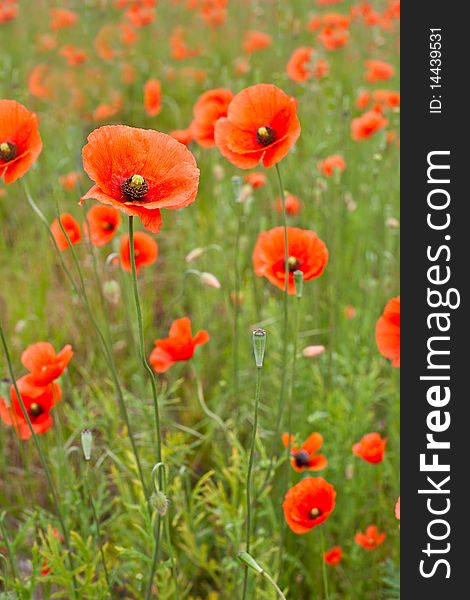 Beautiful poppies in a green field of grass. Beautiful poppies in a green field of grass
