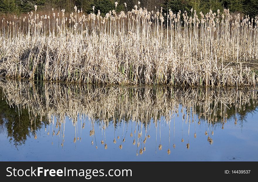 Small pond with bull rushes reflecting in the still water