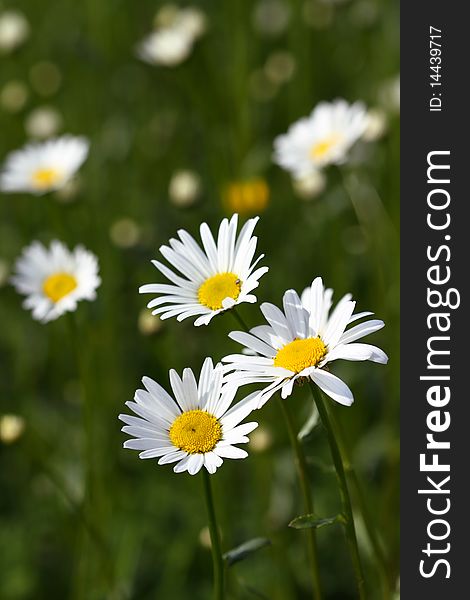 Beautiful daisies on a background of green grass. Beautiful daisies on a background of green grass.