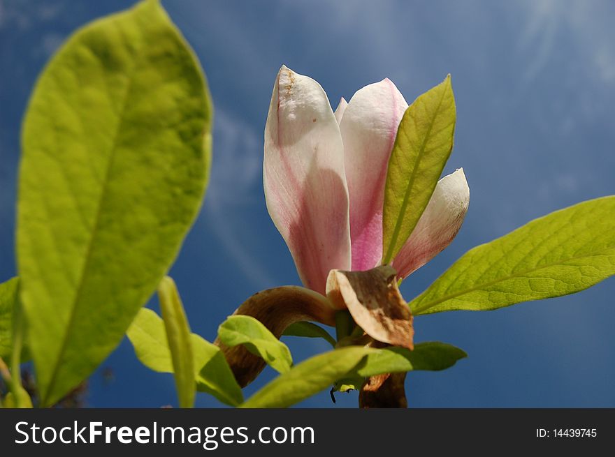 Flower of white magnolia against the sky